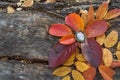 Vintage pendant on autumn leaves in daylight