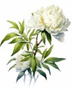 Vintage peonies botanical illustrations with delicate details on solid white background