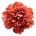 Vintage peony head flower isolated on white background