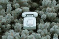 Vintage phone in the conifer branches evokes a sense of nostalgia and Nature Royalty Free Stock Photo