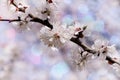 Vintage photo of Apricot tree flower with beautiful bokeh background. Spring themed backdrop for your design Royalty Free Stock Photo