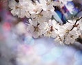 Vintage photo of Apricot tree flower with beautiful bokeh background. Spring themed backdrop for your design Royalty Free Stock Photo