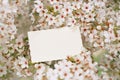 Vintage photo back side with blossom cherry flower sakura