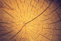 Vintage photo of background of sliced tree trun Royalty Free Stock Photo