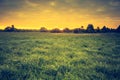 Vintage photo of beautiful landscape with morning meadow Royalty Free Stock Photo