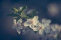 Vintage photo of beautiful spring flovers