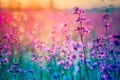 Vintage photo beautiful summer wildflowers at sunset. Shallow depth of field Royalty Free Stock Photo