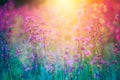 Vintage photo beautiful summer wildflowers at sunset. Shallow depth of field Royalty Free Stock Photo