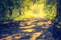 Vintage photo of beautiful trees alley illuminated by morning light Royalty Free Stock Photo