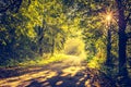 Vintage photo of beautiful trees alley illuminated by morning light Royalty Free Stock Photo