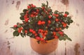 Vintage photo, Bunch of red cotoneaster on rustic wooden background