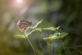 Vintage photo of butterfly