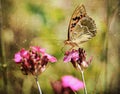 Vintage photo of a butterfly Royalty Free Stock Photo