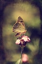 Vintage photo of a butterfly Royalty Free Stock Photo