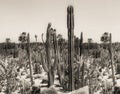 Vintage photo cactus desert landscape