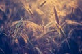 Vintage photo of cereal field Royalty Free Stock Photo