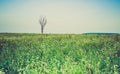 Vintage photo of cereal field with old tree Royalty Free Stock Photo