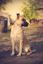 Vintage photo of a chained dog in garden Royalty Free Stock Photo