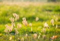 Vintage photo of Close up soft focus a little wild flowers grass Royalty Free Stock Photo