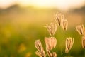 Vintage photo of Close up soft focus a little wild flowers grass Royalty Free Stock Photo