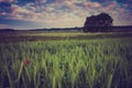 Vintage photo of corn field landscape Royalty Free Stock Photo