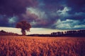 Vintage photo of corn field landscape Royalty Free Stock Photo