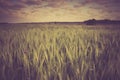 Vintage photo of corn field landscape Royalty Free Stock Photo