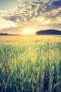 Vintage photo of corn field landscape Royalty Free Stock Photo