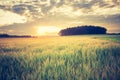 Vintage photo of corn field landscape Royalty Free Stock Photo