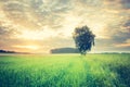 Vintage photo of corn field landscape Royalty Free Stock Photo