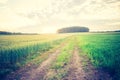 Vintage photo of corn field landscape Royalty Free Stock Photo