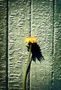 Vintage Photo of Dandelion Royalty Free Stock Photo