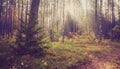 Vintage photo of forest landscape