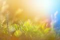 Vintage photo of grass field in sunset Royalty Free Stock Photo