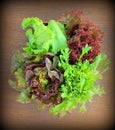 Vintage photo-green and red lettuce Royalty Free Stock Photo