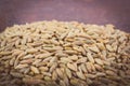 Vintage photo, Heap of organic rye grain
