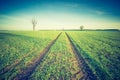 Vintage photo of idyllic sunrise over young cereal field. Royalty Free Stock Photo