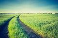 Vintage photo of idyllic sunrise over young cereal field. Royalty Free Stock Photo