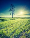 Vintage photo of idyllic sunrise over young cereal field. Royalty Free Stock Photo