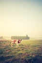 Vintage photo of landscape with cows on pasture Royalty Free Stock Photo