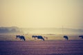 Vintage photo of landscape with cows on pasture Royalty Free Stock Photo