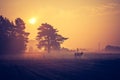 Vintage photo of landscape with cows on pasture Royalty Free Stock Photo