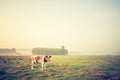 Vintage photo of landscape with cows on pasture Royalty Free Stock Photo