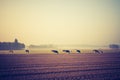 Vintage photo of landscape with cows on pasture Royalty Free Stock Photo