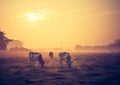 Vintage photo of landscape with cows on pasture Royalty Free Stock Photo