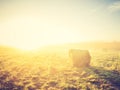 Vintage photo of meadow with hay bales at sunrise Royalty Free Stock Photo