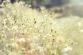 Nature background with wild flowers.