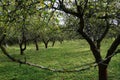 Vintage photo o old apple trees blooming garden.