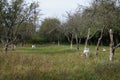 Vintage photo o old apple trees blooming garden.