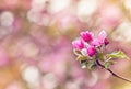 Vintage photo of pink apple tree flowers. Shallow depth of field